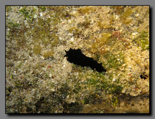 black flatworm